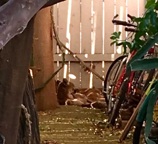 A mountain lion was sighted in the backyard of a home on the 300 block of Fourth Street, Monday. Ventura County deputies located the animal and game wardens tranquilized and relocated it.