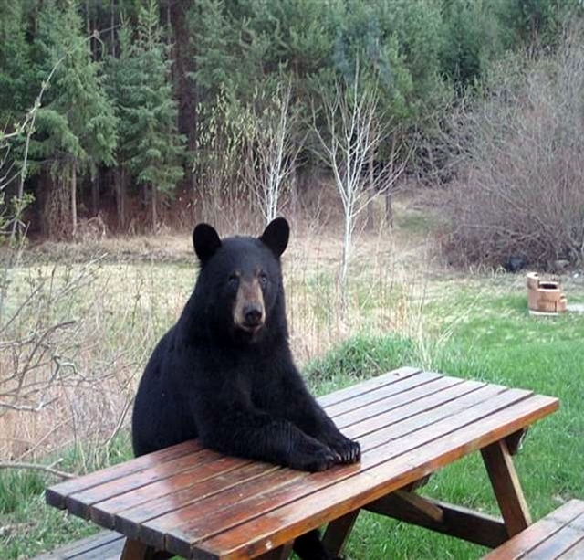 This is a very sad story about a bear. Everybody should heed the warning to not feed wildlife because they become dependent and cannot forage for themselves any longer. It is such a tragedy to see what has been done to our country's wildlife! The photo above captures a disturbing trend that is beginning to affect US wildlife. Animals that formerly were self-sufficient are now showing signs of belonging to the Democratic Party. They have apparently learned to just sit and wait for the government to step in and provide for their care and sustenance. This photo is of a black bear in Montana turned Democrat, nicknamed .... Bearack Acorn Obearma. It is believed that he has become a campground organizer.