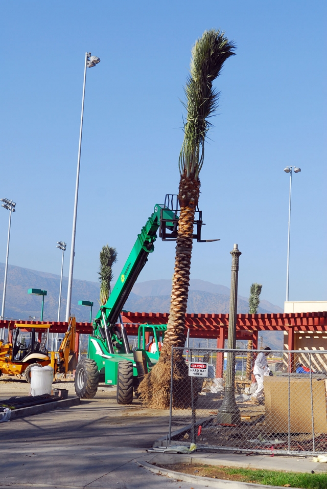 The new Fillmore swimming pool complex received about a dozen Palm Trees, Monday. They encircle the pool area. The complex is due to open in January and will include two tennis courts, large swimming pool, office and dressing rooms, and a play area for younger children.