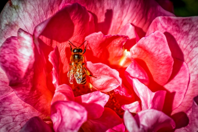 Photo of the Week: "A rose with Sir Bee posing" by Bob Crum. Photo data: Canon 7DMKII @ISO 100 with -5EV, Tamron 16-300 lens @300mm, aperture f/6.3, 1/800th second shutter speed.