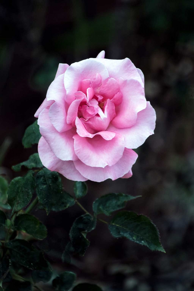 Photo of the week "The last exquisite delicate rose of the season" by Bob Crum. Photo data: Manual mode, ISO 800, Tamron 16-300mm lens @ 270mm, f/6.3 & 1/125 second shutter speed.