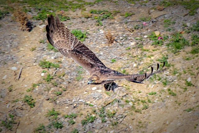 Photo of the Week "Hawk flies off taking mouse to the dining table" by Bob Crum. Photo data: Canon 7DMKII camera, manual mode. Tamron 16-300mm lens @300mm. Exposure: ISO 500, aperture f/11, 1/800th second shutter speed.