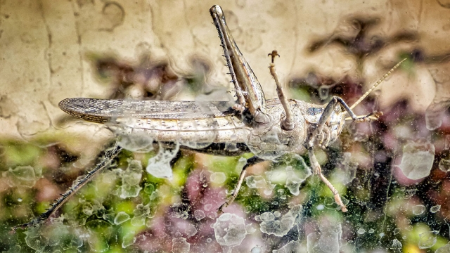 Photo of the Week: "Mr. Grasshopper" by Bob Crum. Photo data: Panasonic DMC-TS3 Lumix camera. Exposure; ISO 160, lens @11.7mm, aperture f/5.3, 1/250 sec shutter speed.