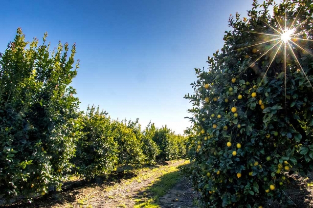 Photo of the Week: "A Fillmore sun-kissed lemon grove" by Bob Crum. Photo particulars: lens at 18mm, aperture f/22, shutter @1/320sec., ISO 2000.