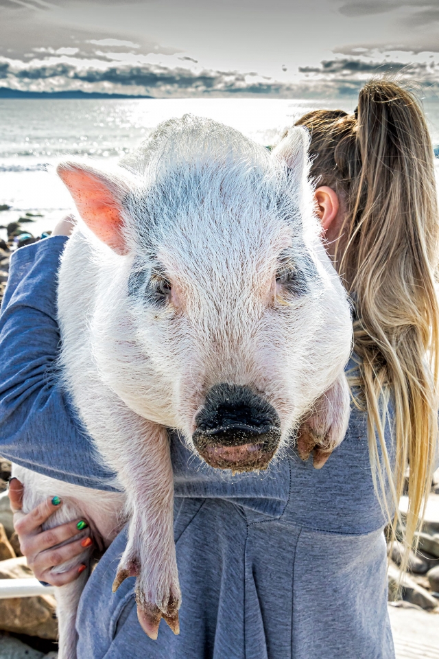 Photo of the Week: "Scarlet, Potbelly pig, Queen of Faria Beach" by Bob Crum. Photo data: Canon 7D MKII camera, Tamron 16-300mm lens @26mm. Exposure; ISO 400, aperture f/11, shutter speed 1/320 second.