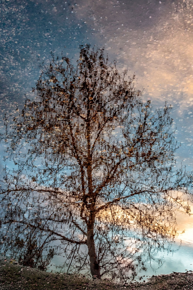 Photo of the Week "The mystery tree" by Bob Crum. Photo detail: Canon 7DMKII camera, manual mode, Tamron 16-300mm lens @35mm. Exposure; ISO 640, aperture f/7.1, shutter speed 1/60th a second.