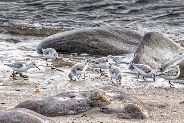 Photo of the Week: "Sandpipers feasting at Faria County Beach" by Bob Crum. Photo data: Canon 7D MKII in manual mode with Tamron 16-300mm lens @225mm. Exposure; ISO 320, aperture f/11, 1/100 sec shutter speed. Check out the Youtube sandpiper video link in the story below https://youtu.be/oMFgwlQfdBY. 