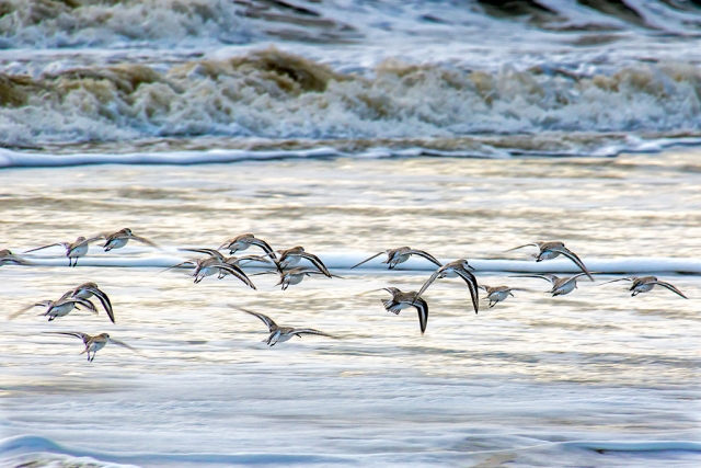 Photo of the Week "Fast flying western snowy plovers" by Bob Crum. Photo data: Canon 7DMKII camera, manual mode, Tamron 16-300mm lens @300mm; Exposure ISO 250, aperture f/11, shutter speed 1/250th of a second.