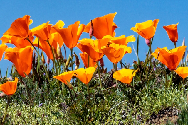 Photo of the Week "…Oh-so-pretty California poppies" by Bob Crum. Photo data: Canon 7DMKII camera, manual mode, Tamron 16-300mm lens with polarizing filter @251mm; Exposure, ISO 400, aperture f/11, shutter speed 1/500 sec.