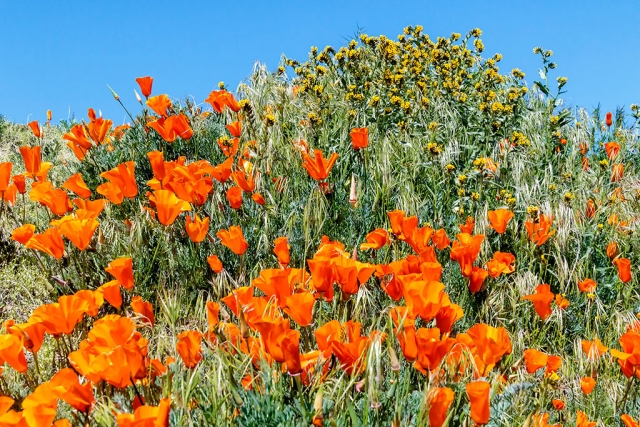Photo of the Week: "Delightful hillside poppies and fiddlenecks" by Bob Crum. Photo data: Canon 7DMKII camera, manual mode with Tamron 16-300mm lens @28mm with polarizing filter. Exposure: ISO 640, aperture f/11, shutter speed 1/400th second.