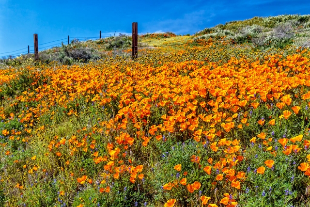 Photo of the Week: "Hillside poppies in the Antelope Valley" by Bob Crum. Photo data: Canon 7DMKII camera, manual mode, Tamron 16-300mm lens@28mm with polarizing filter. Exposure: ISO 320, aperture f/11, 1/200 second shutter speed.