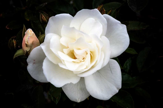 Photo of the Week "A delicate white rose and buds" by Bob Crum. Photo data: Canon 7DMKII camera in manual mode, ISO 320, Tamron 16-300mm lens @41mm, aperture f/11, 1/400th second shutter speed.