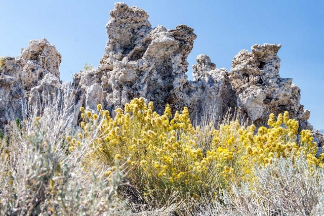 Photo of the Week by Bob Crum: "Along the shores of Mono Lake, wildflowers and tufa tower" Photo data: ISO 100, 35mm, f/11, 1/60 sec shutter speed.