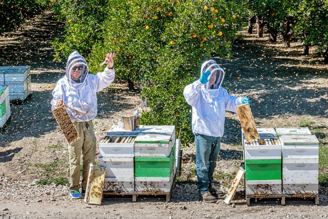 Photo of the Week: "Beekeepers working at the hives. Little brown spots flying around are, ahem, bees! And lots of bees around the hives in the orange grove" by Bob Crum. Photo data: Canon 7DMKII camera, manual mode, Tamron 16-300mm lens @50mm. Exposure; ISO 320, aperture f/10, shutter speed 1/500s. More Honey Festival Photos to come next week.