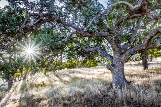 Photo of the Week "An oak grove and a sunstar, Lake Emigrant shore, Ashland, OR" By Bob Crum. Photo data: Canon 7DMKII camera, ISO 12800, Tamron 16-300mm lens @16mm, f/22 and 1/640 second shutter speed.