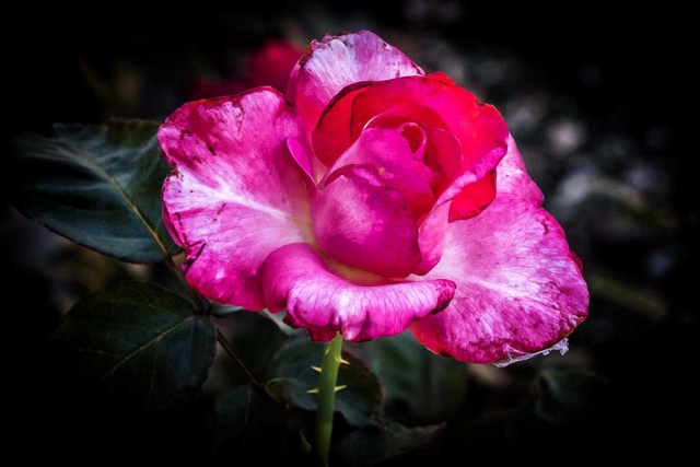 Photo of the Week "Exquisite rose" by Bob Crum. Photo data: Manual mode, ISO 2000, 16-300mm lens @77mm, aperture f/11 shutter speed @1/400.