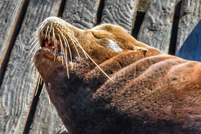 Photo of the Week: "Mr. Fishbreath snoring under the Harford pier, San Luis Bay, Avila Beach" by Bob Crum. Photo data: ISO 6200, Canon EF-S 15-85mm lens @76mm, f/11 @1/90th second shutter speed.