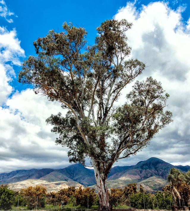 Photo of the Week "Majestic highway 126 eucalyptus tree" By Bob Crum. Photo data: Canon 7DMKII camera, ISO 250, Tamron 16-300mm lens, aperture f/11, shutter speed 1/640th of a second.