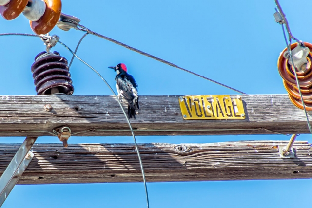 Photo of the Week "According to Audubon, it’s an acorn woodpecker high up on a power pole perhaps recharging his aero-phone" by Bob Crum. Photo data: Canon 7DMKII camera, manual mode, Tamron 16-300mm lens @300mm. Exposure; ISO 200, aperture f/6.3, shutter speed 1/500 of a second.
