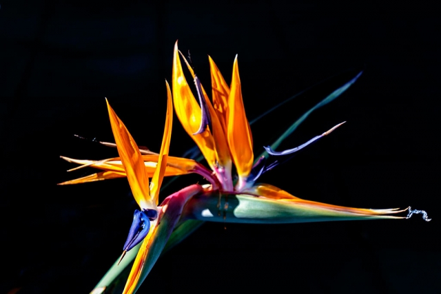 Photo of the Week: "Bird of Paradise flower" by Bob Crum. Photo data: Canon 7DII camera, Tamron 16-300mm lens @46mm. Exposure; ISO 100, aperture f/5.0, 1/160 second shutter speed.