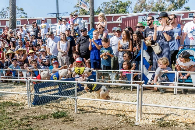 Photo of the Week: "All Alaskan Racing Pigs jumping a hurdle at the Ventura County Fair" by Bob Crum. Photo data: ISO 200, 16-300mm lens @18mm, f/13, 1/320 second shutter.