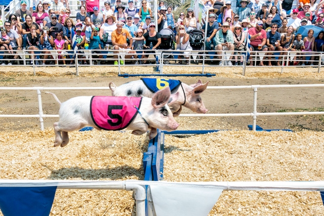 Photo of the Week "All Alaskan Racing Pigs jumping the hurdle" by Bob Crum. Photo data: Canon 7DMKII, ISO 200, Tamron 16-300mm lens, aperture f/9.0, shutter speed 1/1000.