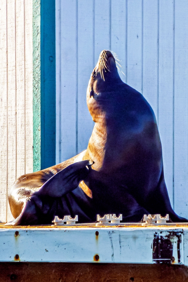 Photo of the Week "Miss Fishbreath posing on a dock at the Ventura Harbor" by Bob Crum. Photo data: Camera - Panasonic DMC-TS3, built-in telephoto lens @4.9mm. Exposure; ISO 100, aperture f/3.3, 1/1000 second shutter speed.