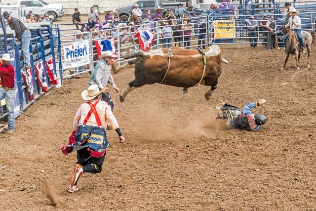 Photo of the Week "Leaping bull after tossing rider – PRCA Rodeo at County Fair" by Bob Crum. Photo data: ISO 320, 46mm, f/10 @1/500 second shutter speed.
