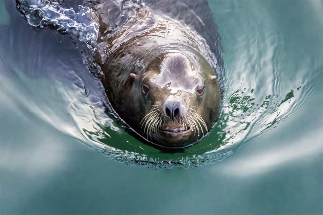 Photo of the Week "Mr. Fishbreath smiles!" by Bob Crum. Photo data: ISO 1000, 16-300mm lens @225mm, f/11 @1/320 second.