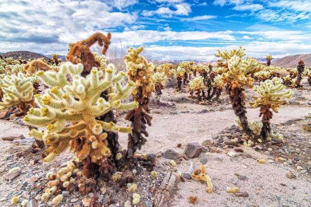 Photo of the Week: "Joshua Tree National Park Jumping cholla cactus" by Bob Crum. Photo data: Canon XSi camera, aperture priority mode with Tokina 11-16mm lens @12mm. Exposure; ISO 200, aperture f/22, 1/13 second shutter speed.