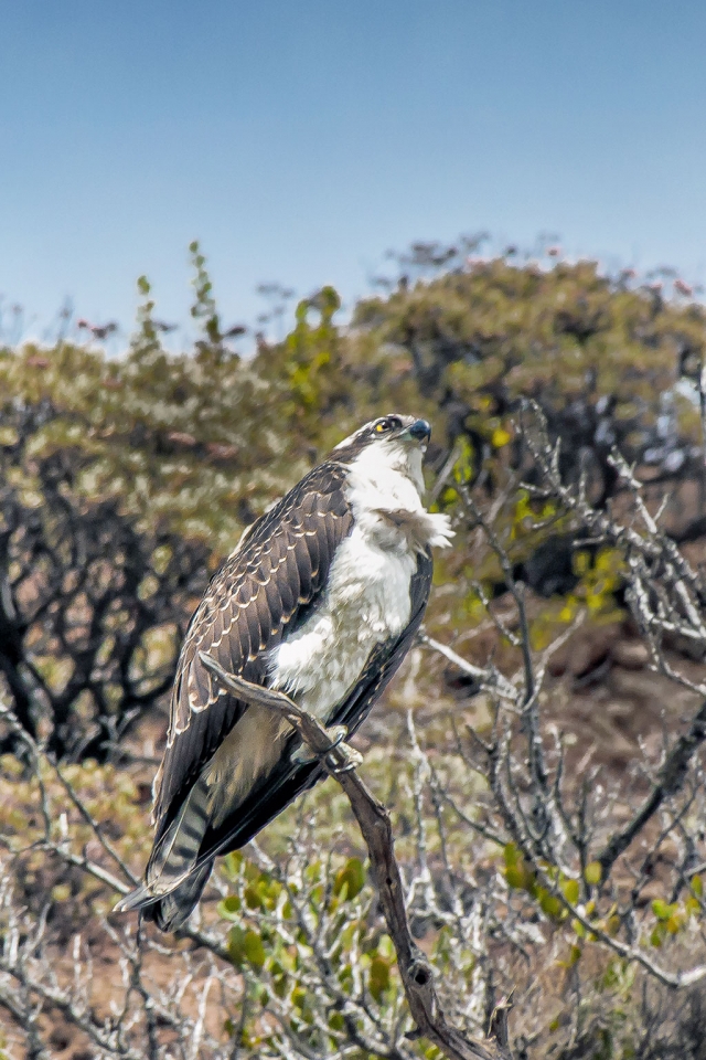 Photo of the week "Majestic osprey perched at Frys Harbor, Santa Cruz Island" by Bob Crum. Photo data: Canon 7D MKII camera on manual mode, ISO 500, Tamron 16-300 mm lens @300mm, aperture f/10, shutter speed 1/320th of a second.