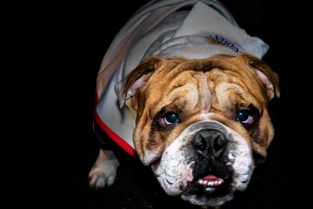 Photo of the Week: "Ahoy, the dog, who forgot the breath fresheners" by Bob Crum. Photo data: Canon 7DMKII camera, manual mode, Tamron 16-300mm lens @28mm. Exposure; ISO 16000, aperture f/11, 1/60 shutter speed. Light source-Manfrotto Lumimuse.