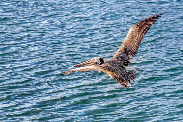 Photo of the week "Brown pelican passing by in the Ventura Harbor" by Bob Crum. Photo data: Canon 7D MKII, manual mode, ISO 1600, Tamron 16-300mm @100mm, aperture f/8.0, shutter speed 1/1000 of a second.