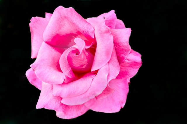 Photo of the Week "Gorgeous pink rose from my rose garden." by Bob Crum. Photo data: Canon 7DMKII, ISO 100, shutter speed 1/200th of a second,Tamron 16-300mm lens @32mm, aperture f/4.0.