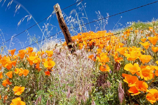 Photo of the Week: "Fence Post and Poppies" by Bob Crum. Photo Data: ISO 200, 16mm, f/22 @1/10 sec.
