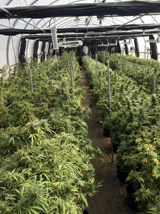 Thousands of medical marijuana plants (valued at $7 million) were confiscated by Sheriff’s deputies above Grand Avenue.