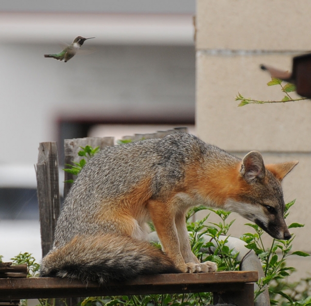 A hummingbird also spotted the Fox.