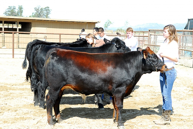 (l-r) Aaron Largen, FFA, with 2008 Grand Champion Steer winner at the Ventura County Fair, Samantha Wokal, Sespe 4-H, with her steer Romeo.
