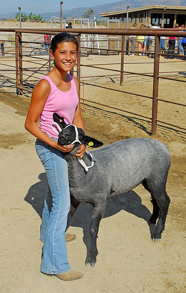 Kiana Hope, Sespe 4-H, with her lamb “Dizzy Izzy” (135 lbs.) This is Kiana first year taking an animal to the Ventura county Fair. Good luck!