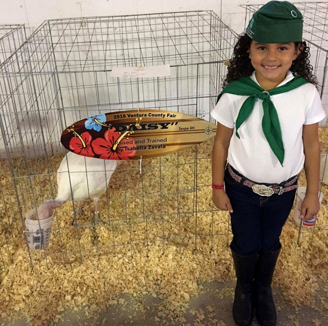 Sepse 4-H Primary Member Isabella Zavala who was awarded Reserve Champion Turkey at the Ventura County Fair. Pictures courtesy of Patrick Zavala.