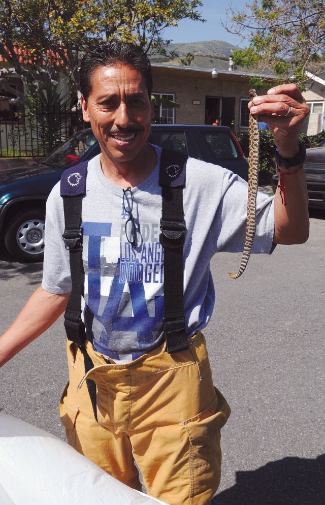 The Fillmore Volunteer Fire Department responded to a call for assistance in the 400 block of Main Street, Sunday
afternoon. A baby rattlesnake was killed. Captain Al Huerta, holding the snake, wants to remind everyone that snakes are abundant this time of year, and this is just one of perhaps as many as 15 hatched by the mother of this one. Even small rattlesnakes can deliver a fatal bite. It is best to call for assistance when a snake is confronted.