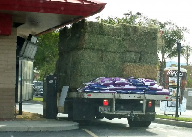 On Tuesday, March 19th at 11:17 a.m., a Best Valley Feed truck carrying hay bales was spotted trying to squeeze through Fillmore’s Carl’s Jr drive-thru. The hay bales didn’t quite make it under the building eave. Minor damage was caused to the building.