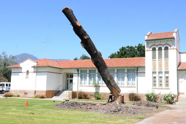 The old Deodar tree came down last Wednesday morning, April 1st. It took hours for the tree’s branches to be trimmed off and chipped. 50 rings were counted in the trunk, but it could have been older. The tree was about 50 feet tall. It’s twin can be seen top right. The falling trunk, right, shook the ground for a couple of blocks, with a loud thud.