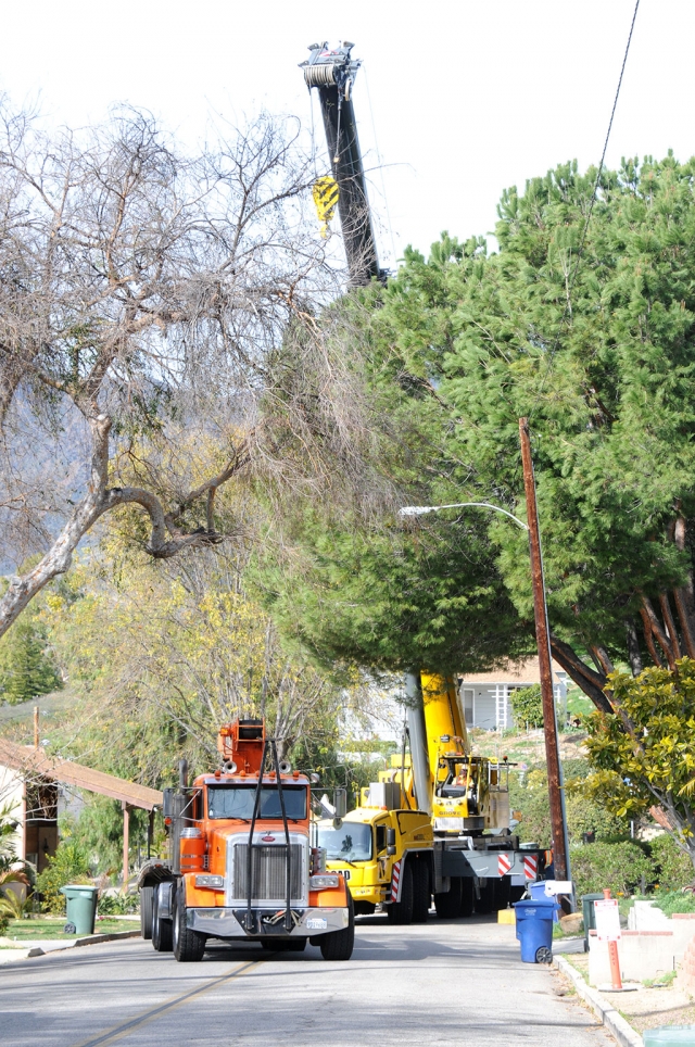 A large tree needed to be removed from Foothill Drive on Friday, January 24th. The street was closed to one lane while crews brought in a giant crane to safely remove the tree. The soil surrounding the root system was too soft, and the tree posed a danger to area homes and cars.