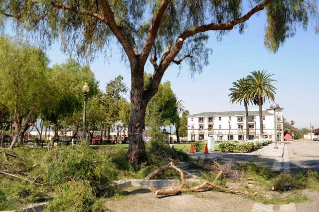 Wednesday July 12th city workers trimmed the Pepper trees in front the Fillmore Visitors Center near City Hall.