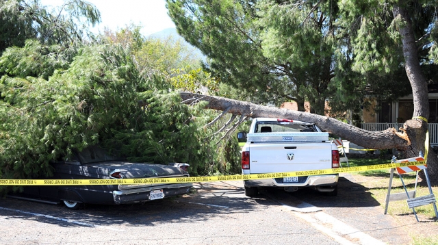 A very large Pine-variety tree fell on this Dodge truck and a car Wednesday, July 31st at 10pm. A pedestrian reported hearing a cracking sound and seeing the large limb break at its base. The tree is on the Fillmore Baptist Church property at C and First Streets.
