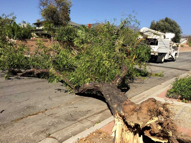 Monday, 10:40am city crews responded to reports of tree down on Cook Drive and Sespe Avenue due to the gusty winds this past week.