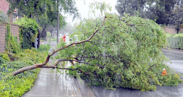 A small tree on C Street was blown down Saturday during the heavy rain storm. City workers quickly cleared the street.