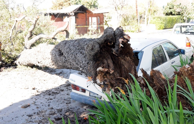 Early Wednesday morning a 70-foot Oak tree on Orange Grove Avenue was blown down in a strong wind. The tree, rotten at the trunk, snapped and crushed a Mercedes car owned by Jean McLeod of Fillmore.