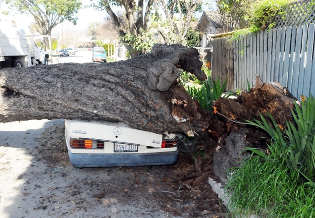 The massive tree blocked the street and crashed aside an uninhabited house which was recently destroyed by fire.